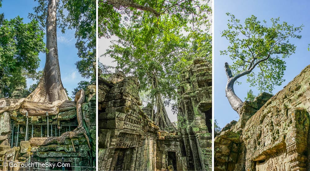 รากไม้เกาะกำแพงปราสาท