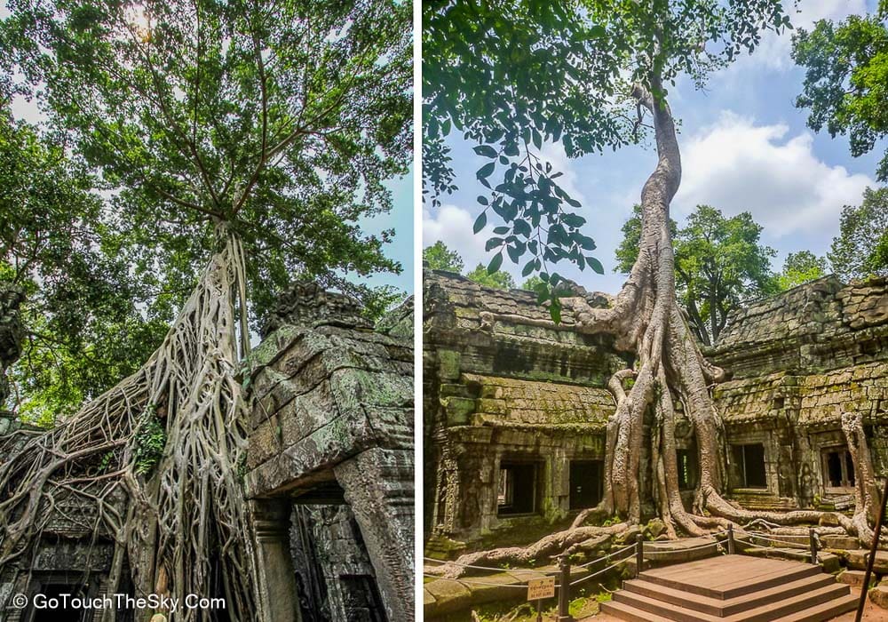 ทางเดินท่ามกลางรากไม้