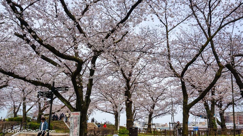 ทิวทัศน์สวนสุมิดะและหอคอยสกายทรี