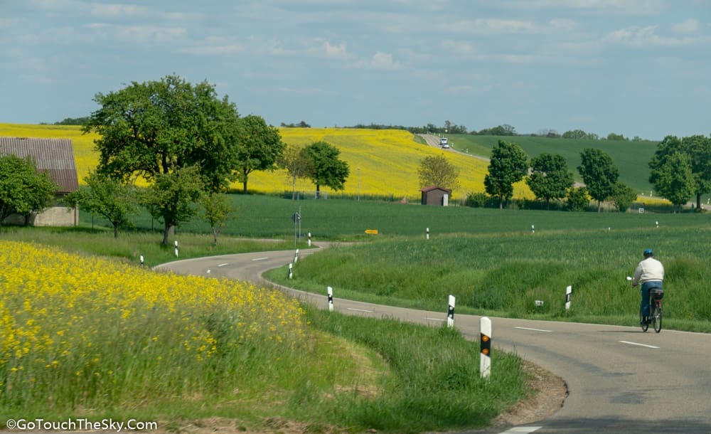 ทุ่งดอก Rapeseed สีเหลือง