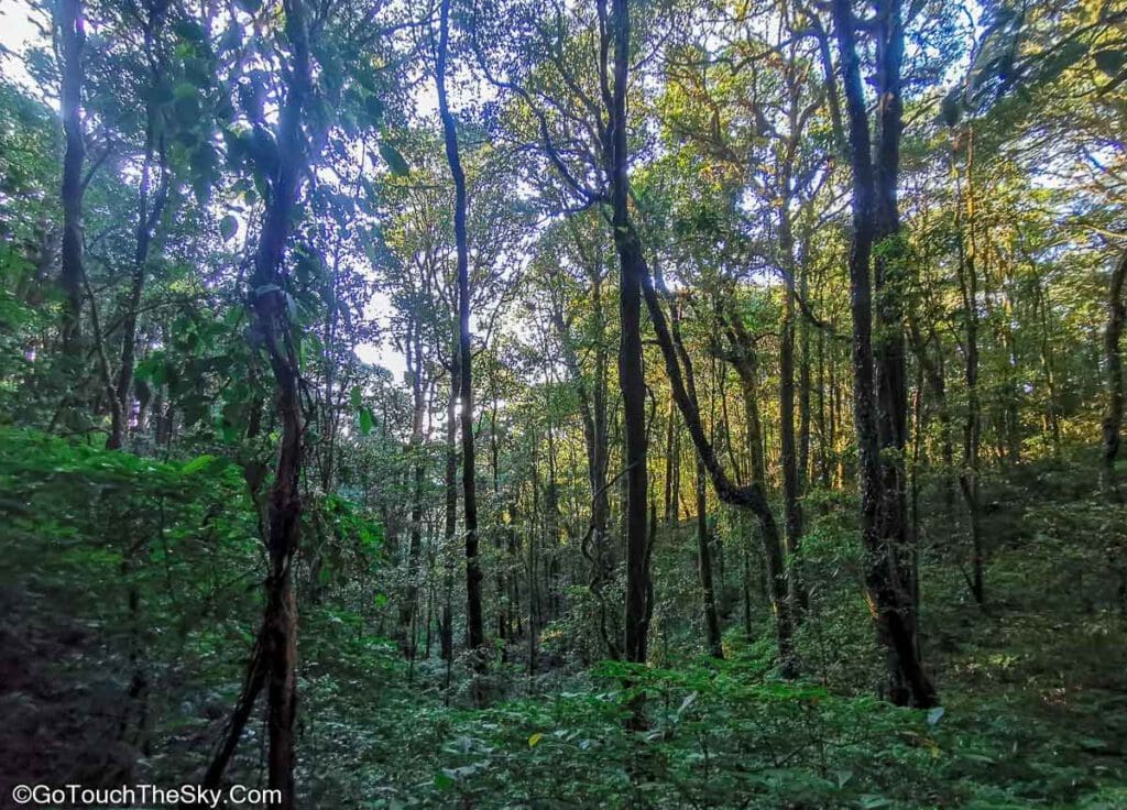 ป่าเมฆ Cloud Forest บนเส้นทางกิ่วแม่ปาน
