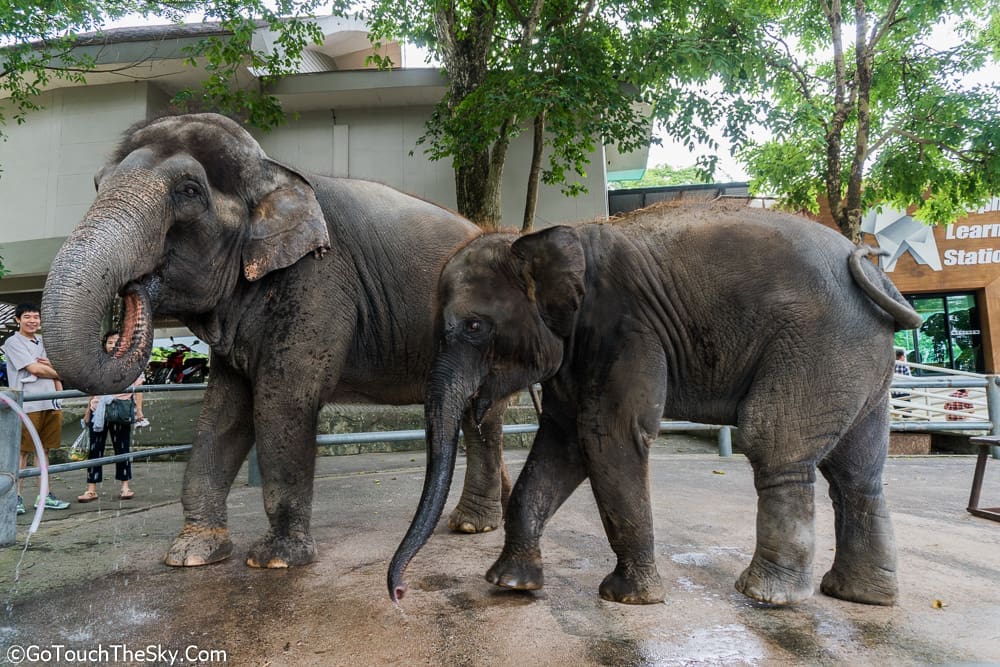ถ่ายรูปกับช้าง