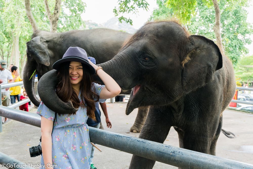 นักท่องเที่ยวป้อนอาหารช้าง