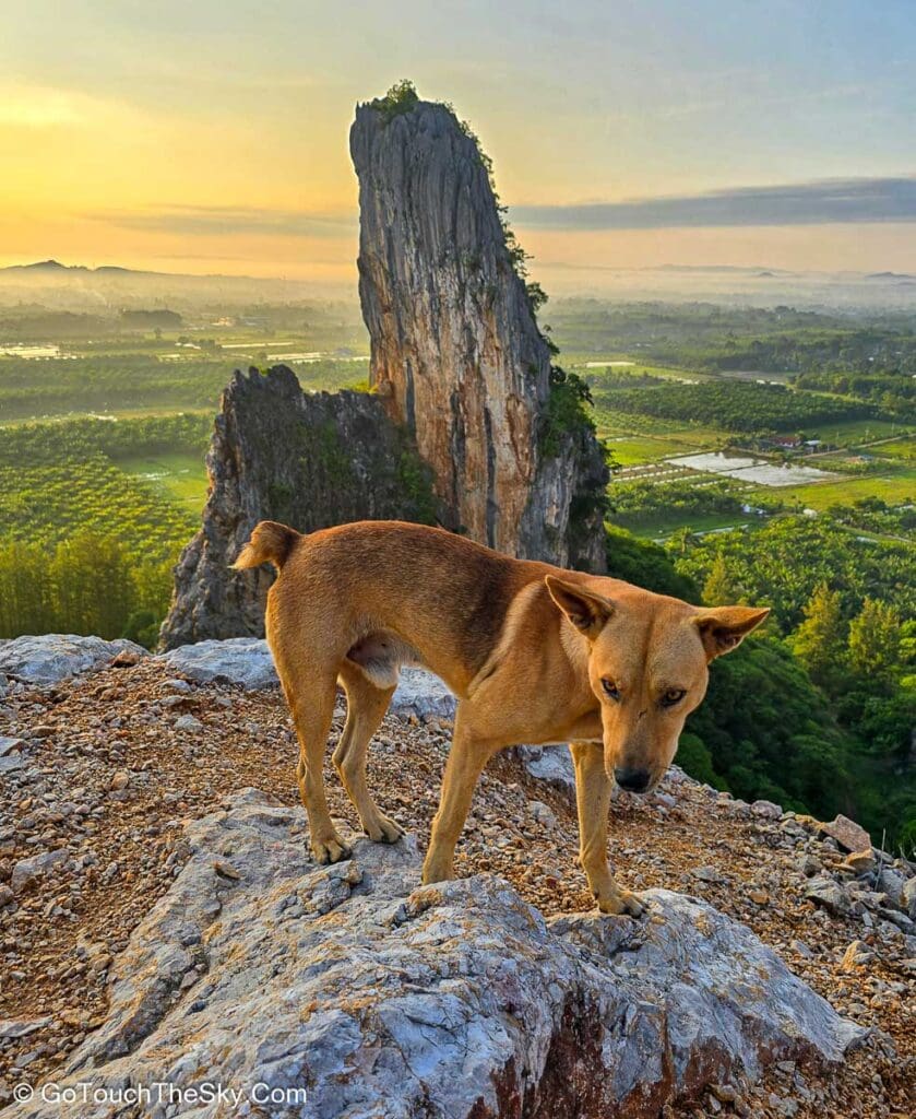น้องหมาบนจุดชมวิว