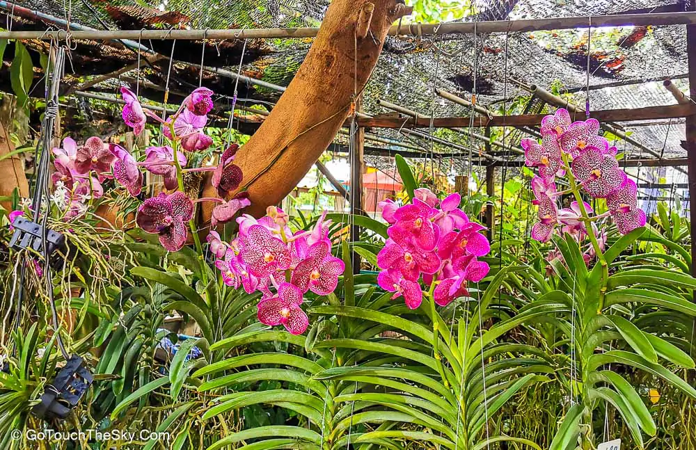 กล้วยไม้สวยงามหลายสายพันธุ์