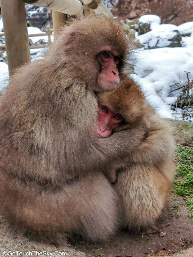 ลิงหิมะเดินเล่นริมลำธาร
