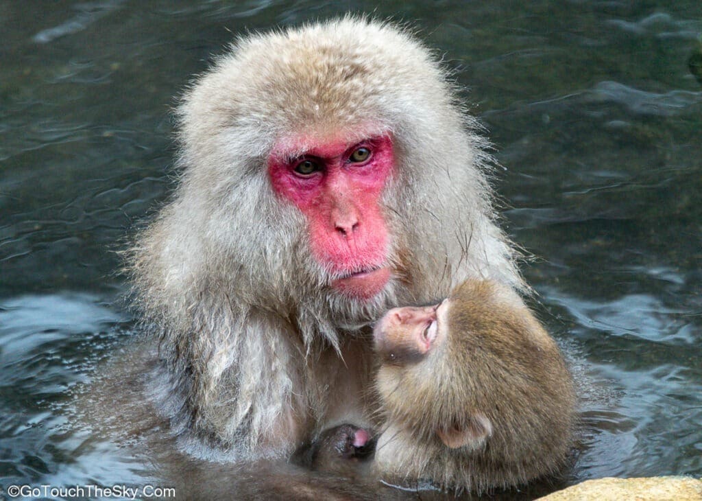 ฝูงลิงแช่ออนเซ็นในบ่อน้ำร้อนธรรมชาติ
