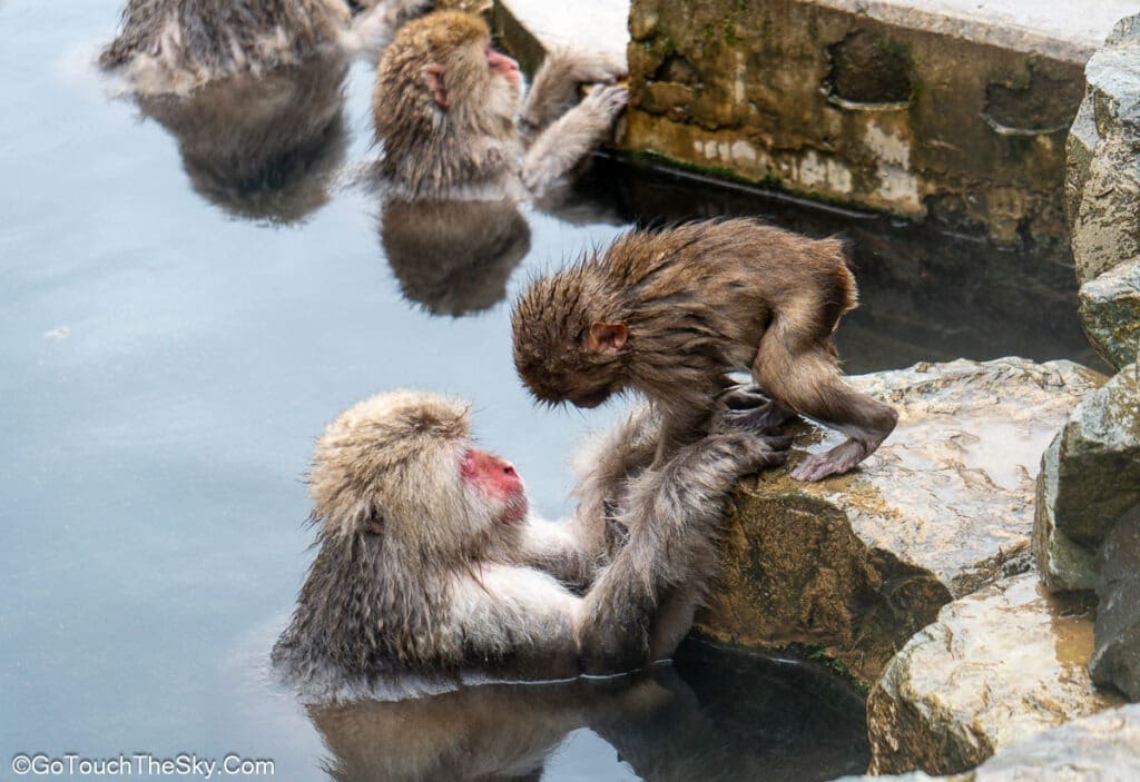ฝูงลิงในบ่อน้ำร้อนจิโกคุดานิ