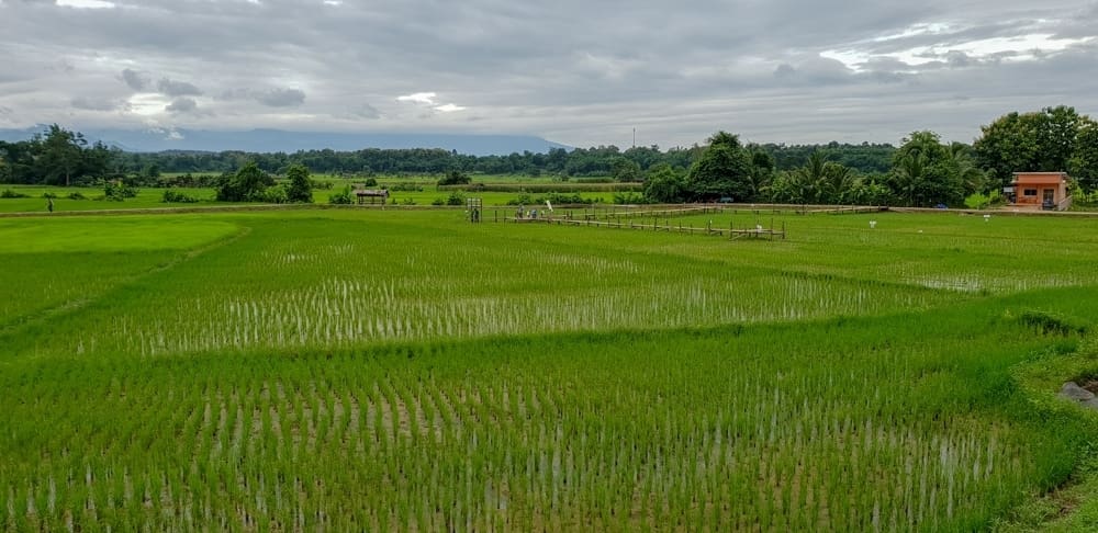 วิวท้องทุ่งนาจากระเบียงห้องพัก