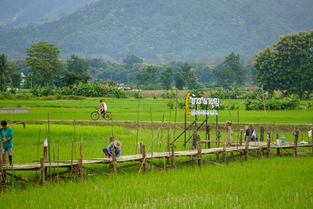 สะพานไม้กำลังก่อสร้างสำหรับเดินชมท้องทุ่งนา