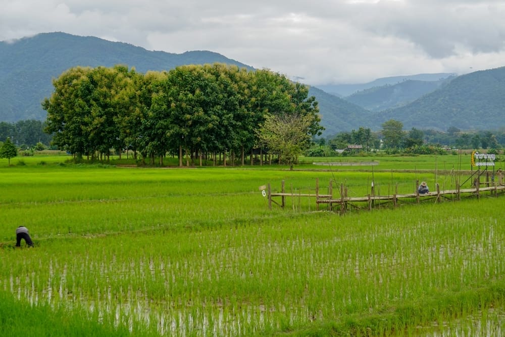 โครงสร้างสะพานไม้ของรีสอร์ท