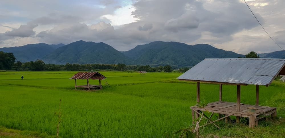 บรรยากาศท้องทุ่งนาให้ความรู้สึกสงบสุข