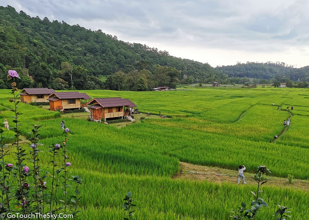 วิวท้องทุ่งนาจากระเบียงบ้านพัก