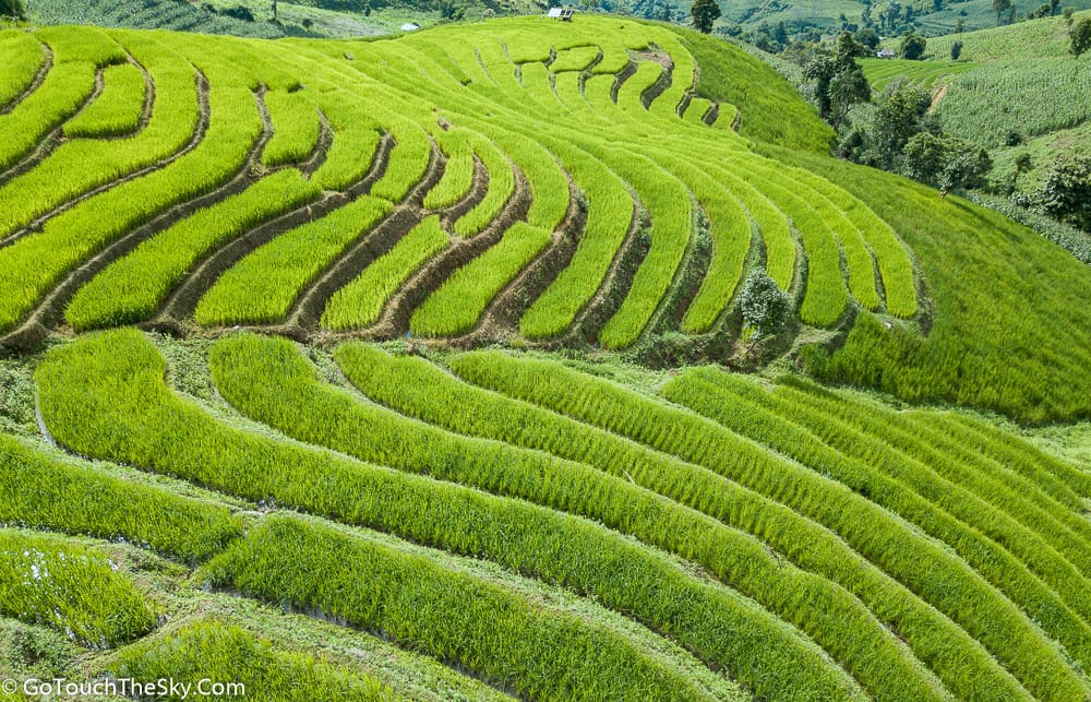 ทิวทัศน์นาข้าวเขียวขจีบนเนินเขา