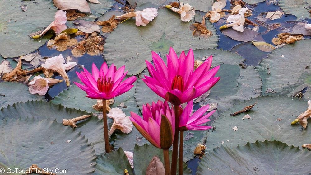 ถนนชมพูพันธุ์ทิพย์มุมสุดท้าย