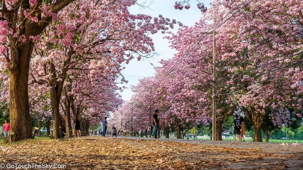 บรรยากาศถนนสายสีชมพูช่วงบ่าย
