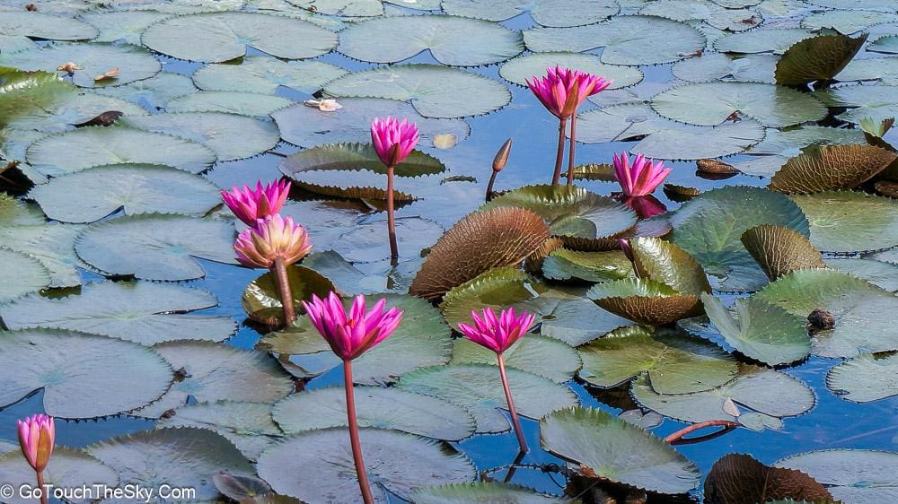 ภาพความประทับใจถนนสายสีชมพู