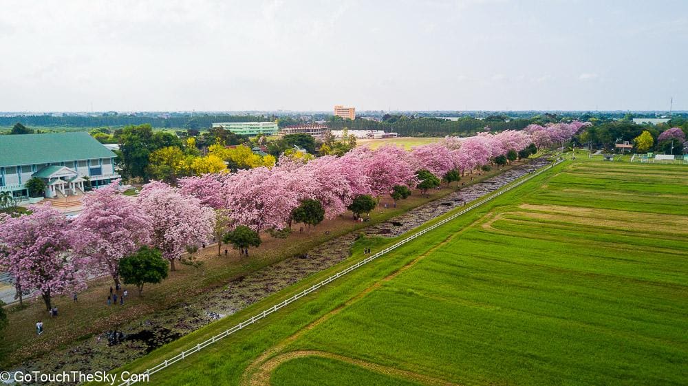 ถนนสีชมพูยามเช้าที่ ม.เกษตรฯ กำแพงแสน