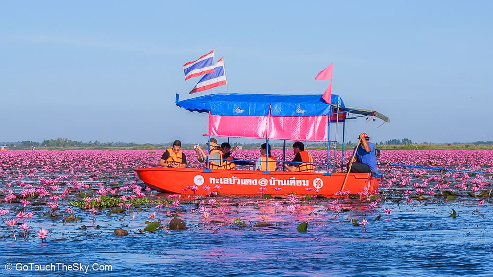 ดอกบัวแดงกลุ่มแรกที่พบระหว่างล่องเรือ