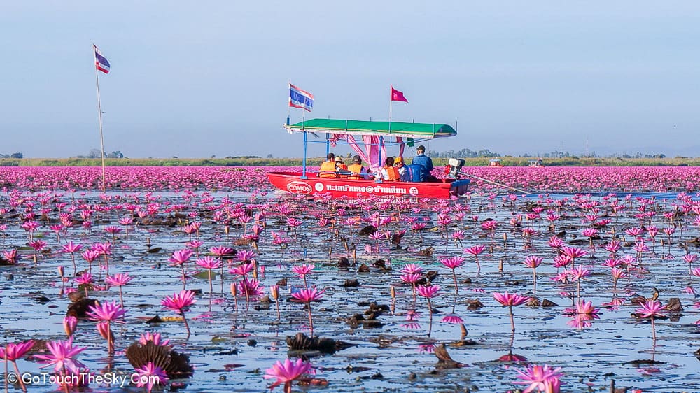 บัวแดงบานสะพรั่งข้างเรือ