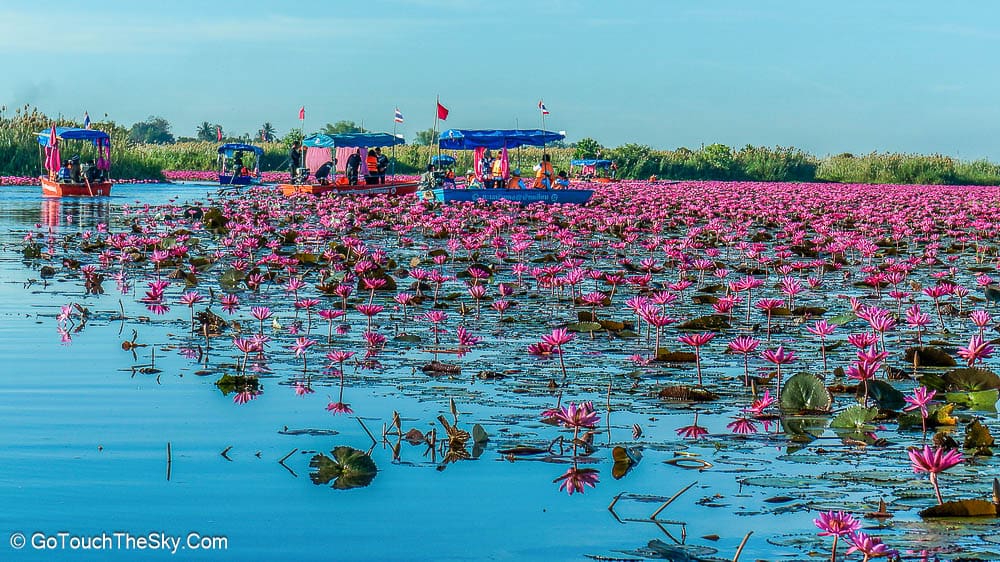 ดอกบัวแดงเรียงรายกลางบึงหนองหาน