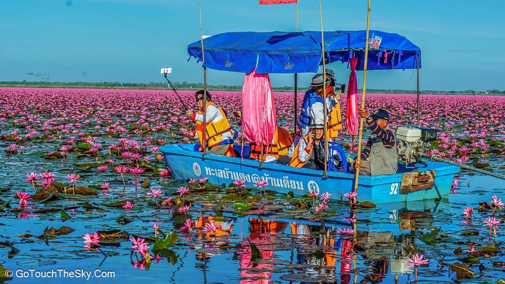 ดอกบัวแดงเบ่งบานทั่วบึงหนองหาน