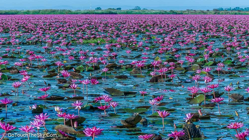 ทิวทัศน์ทะเลบัวแดงสุดสายตา