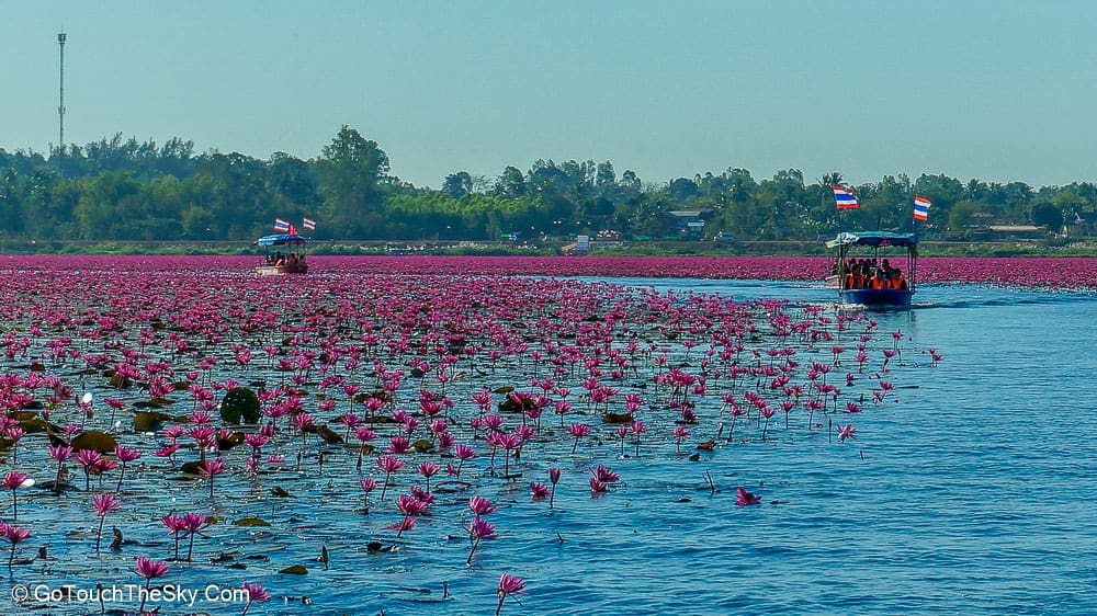 ทะเลบัวแดงมองจากเรือ