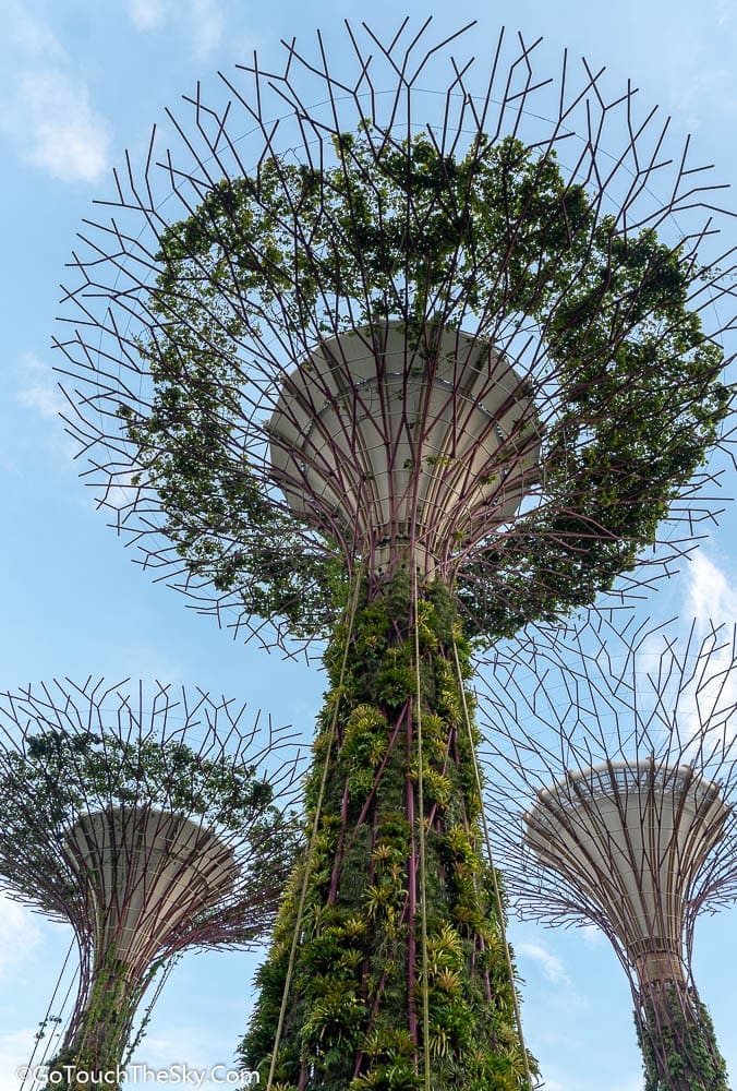 โครงสร้าง Supertrees ประดับด้วยพรรณไม้เขตร้อน