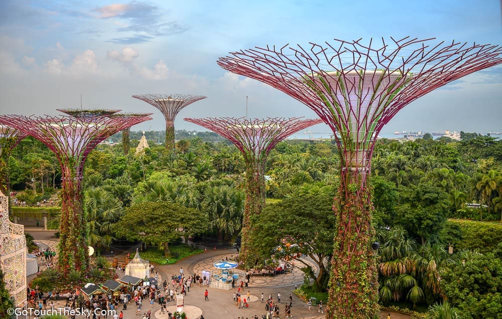ต้น Supertrees สูง 25-50 เมตร