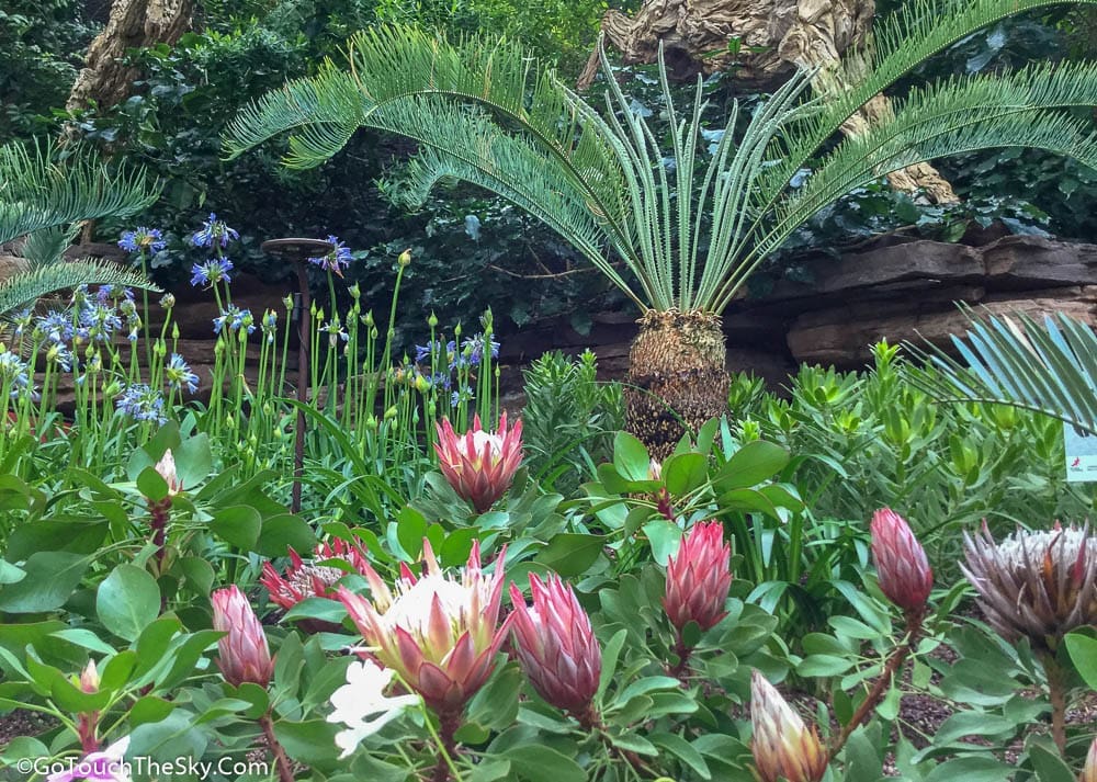 ดอกไม้หลากสีสัน Flower Dome