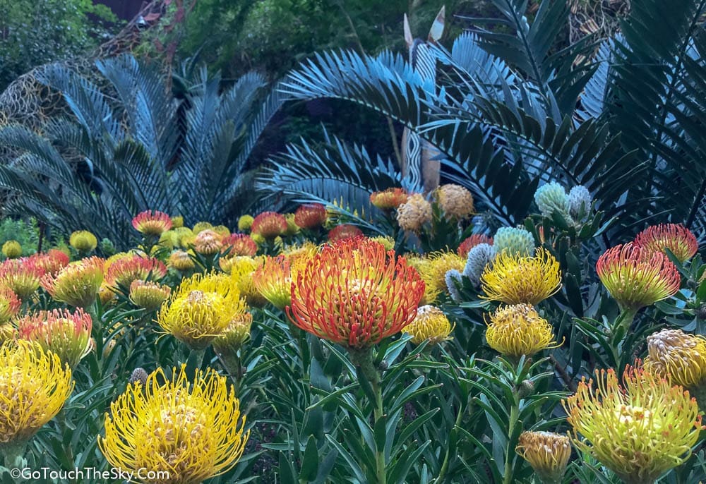 สวนเมดิเตอร์เรเนียน Flower Dome