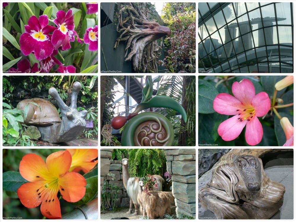 หมอกและละอองน้ำใน Cloud Forest