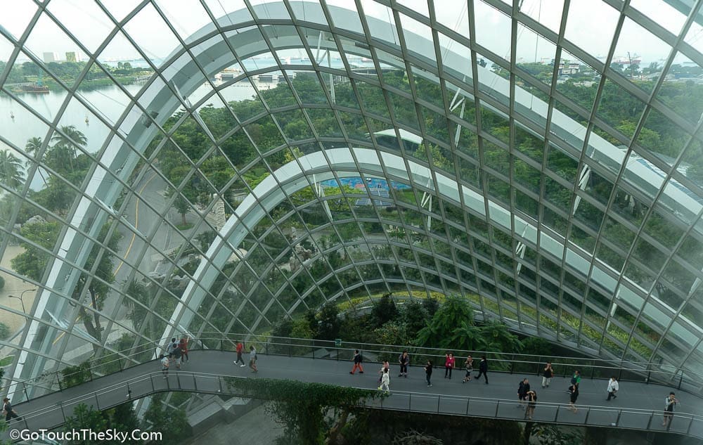 มอสและเฟิร์นภายในโดม