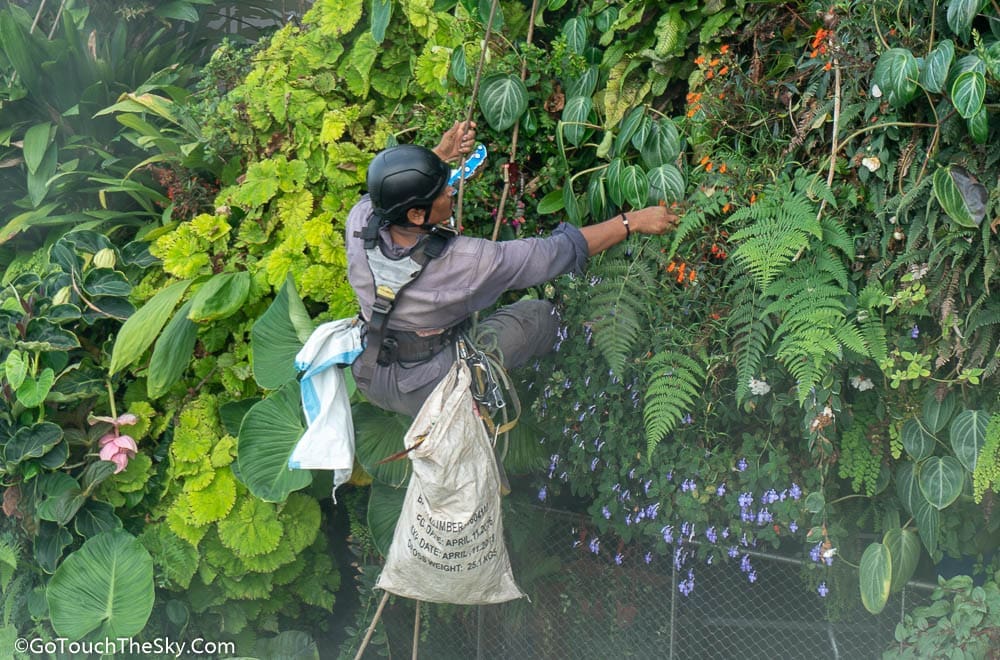 การดูแลรักษาพรรณไม้ Cloud Forest