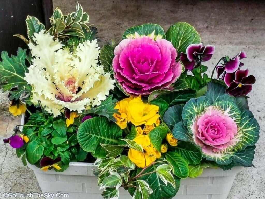 ดอกไม้สีสดใสประดับเมืองเก่าทาคายามะ
