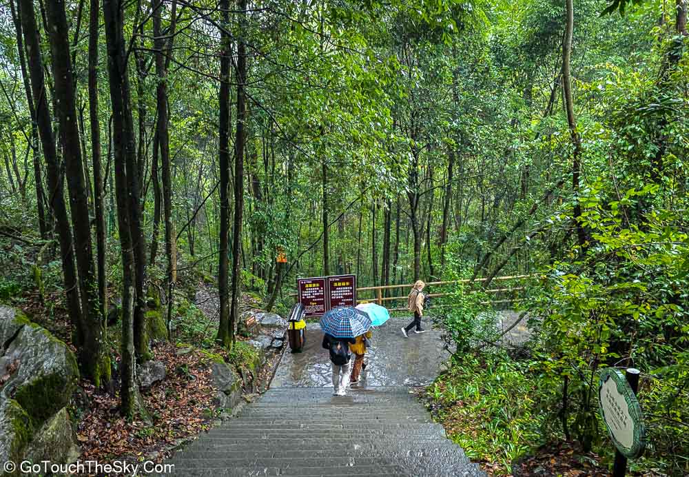 ธรรมชาติเขียวชอุ่มหลังฝนตกปรอยๆ ในอุทยาน