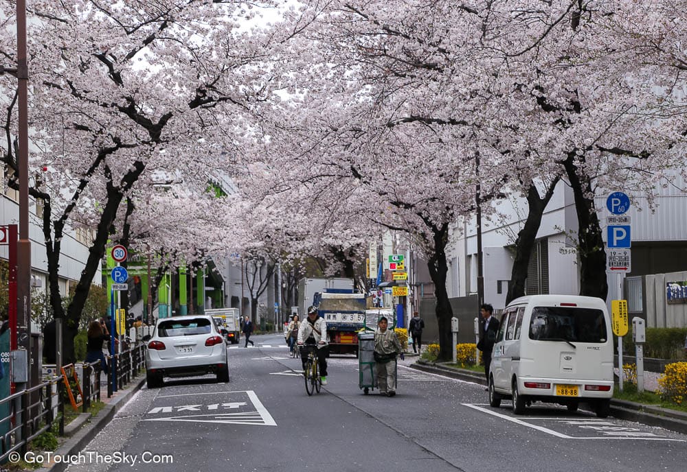 ดอกซากุระบานสีขาวอมชมพูริมถนนโตเกียว
