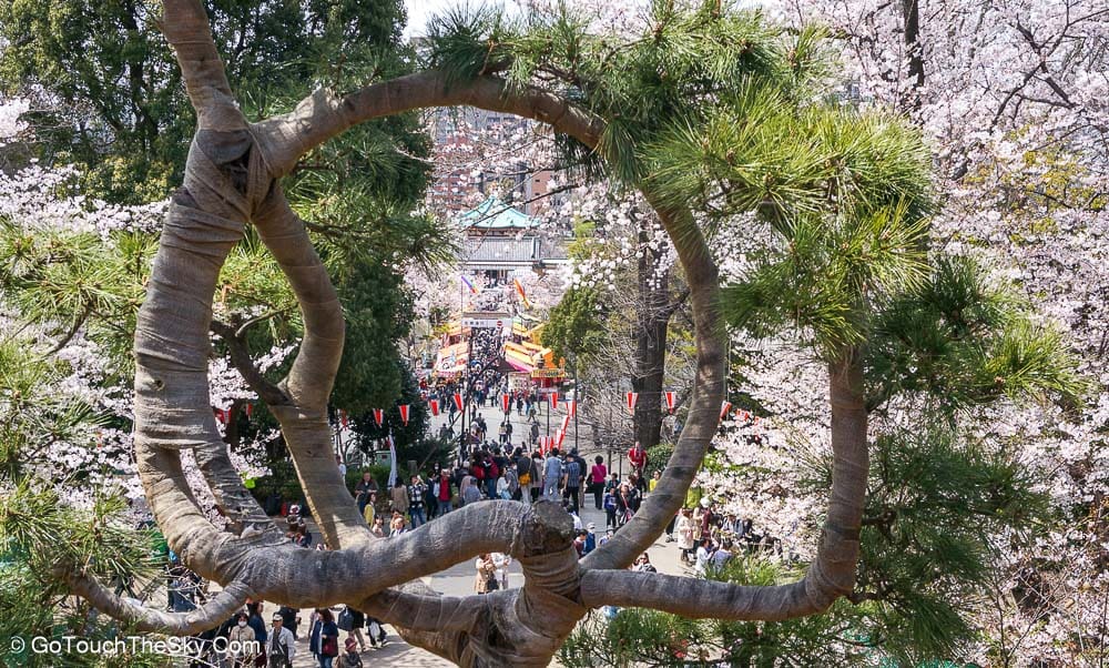 บรรยากาศสวนอุเอโนะยามเช้าฤดูซากุระ