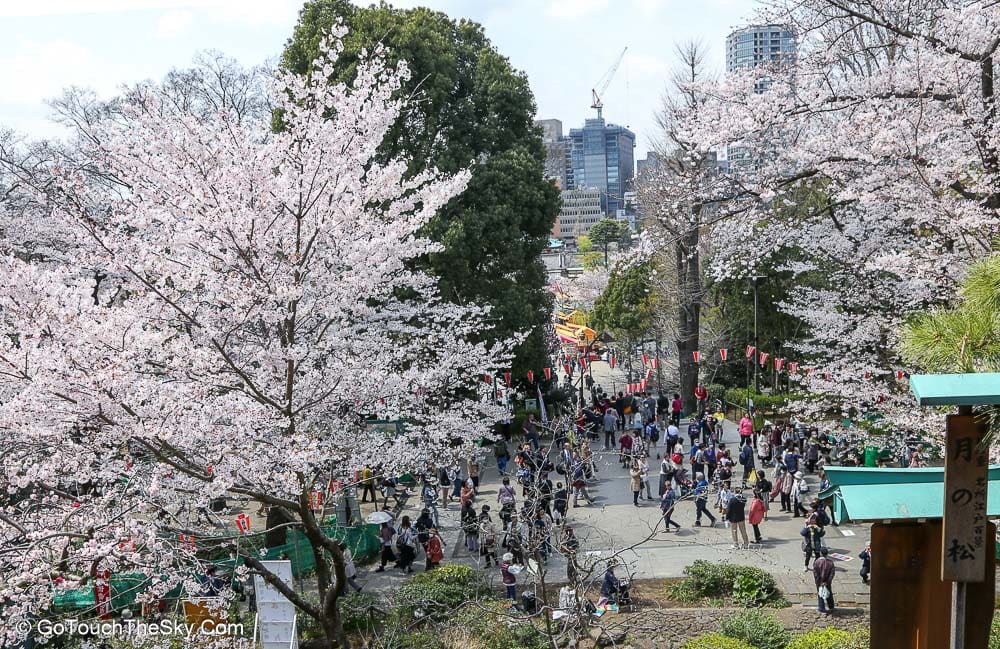 ทางเดินในสวนอุเอโนะช่วงซากุระบาน