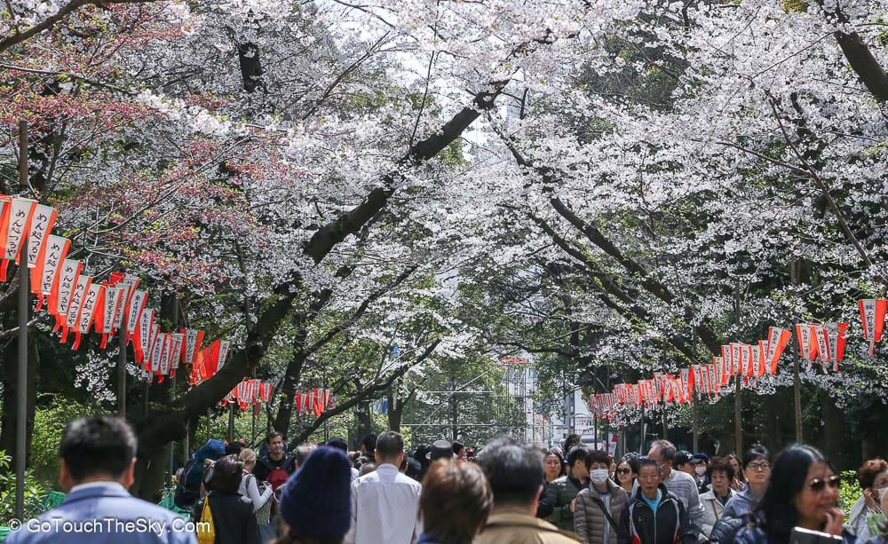 ทัศนียภาพสวนอุเอโนะช่วงซากุระบาน
